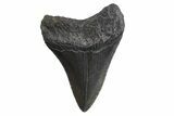 Serrated, Fossil Megalodon Tooth - South Carolina #299646-1